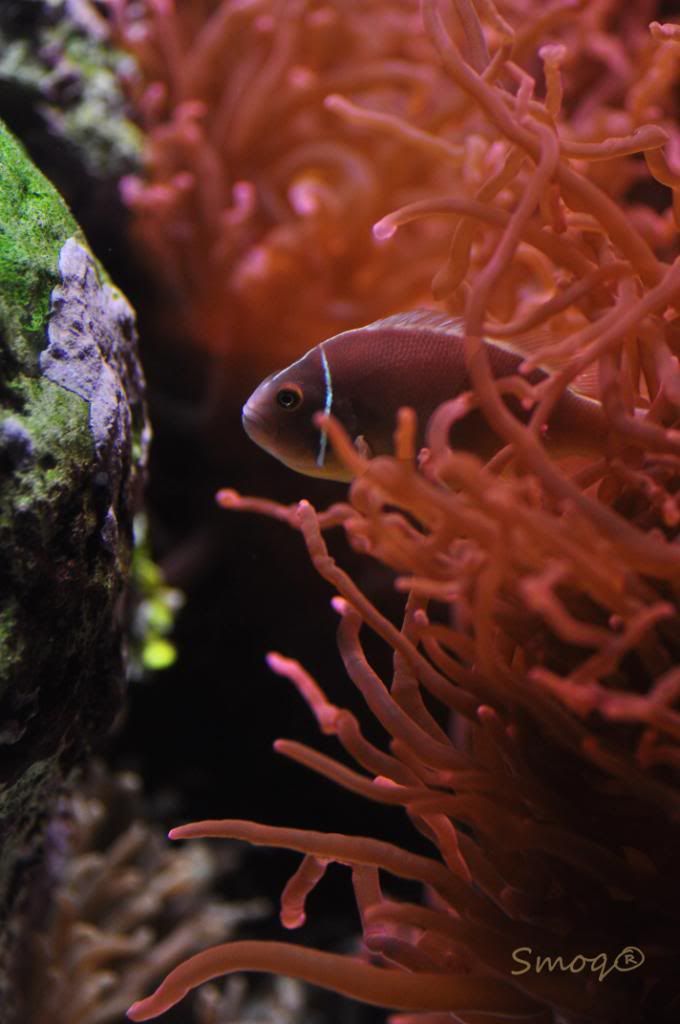 Shedd Aquarium in Chicago, IL Manhattan Reefs